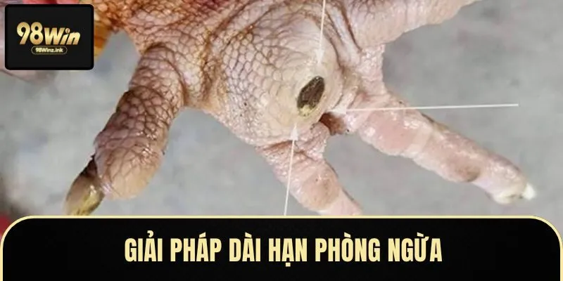Phòng ngừa cho gà bị lậu đế bền vững
