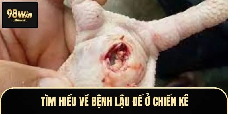 Gà bị lậu đế có biểu hiện sưng to ở bàn chân