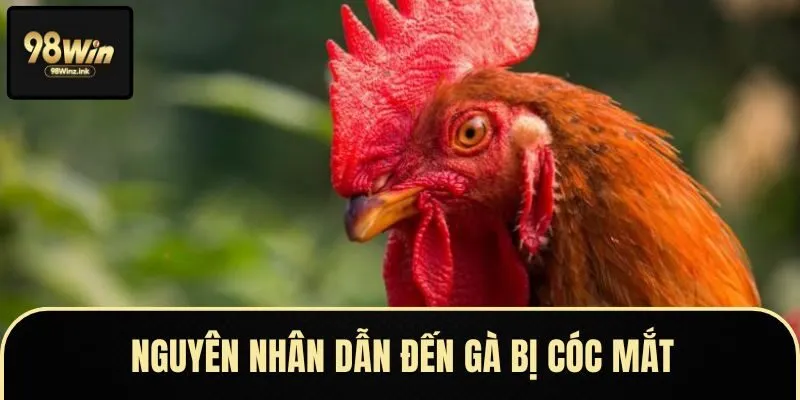 Lý do khiến gà bị cóc mắt