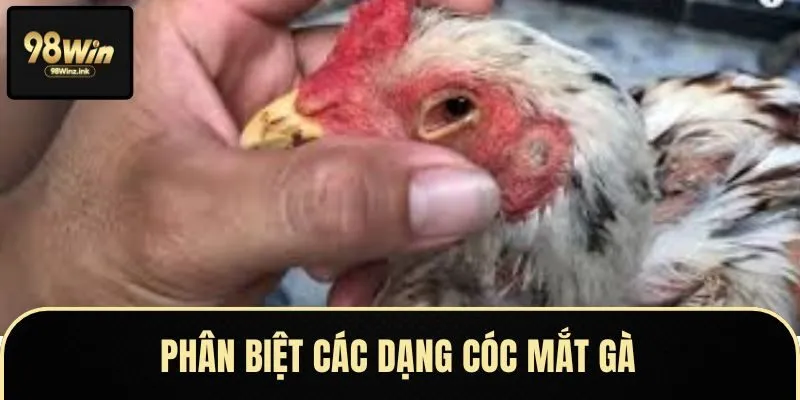 Phân biệt dạng cóc mắt phổ biến ở gà