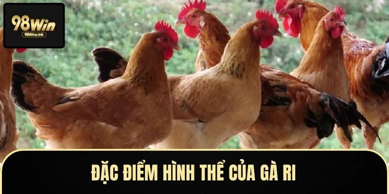 Gà trống ri có lông cổ vàng óng và đuôi ánh xanh