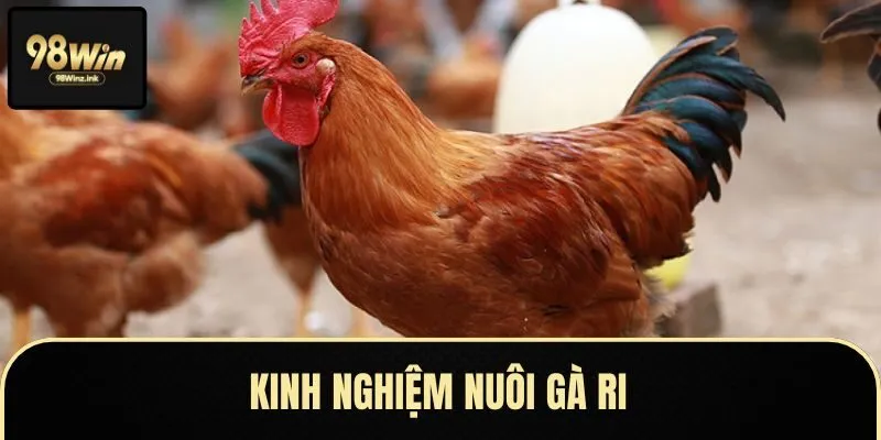Kinh nghiệm nuôi gà ri từ người nuôi lâu năm