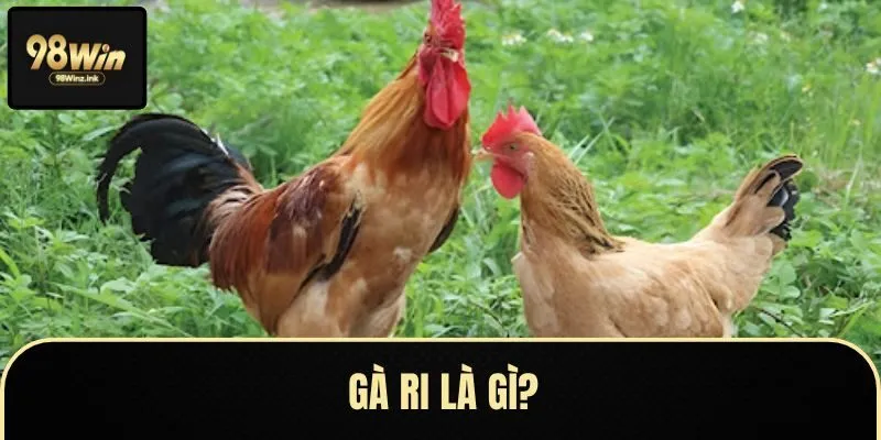 Gà ri có màu lông vàng rơm, thân hình nhỏ nhắn