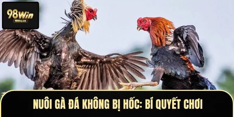 Theo dõi sức khỏe giúp can thiệp sớm khi gà bị hốc