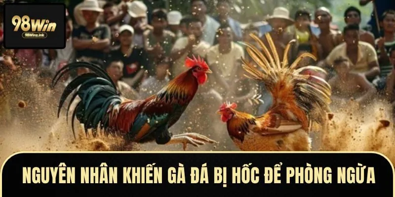Nguyên nhân khiến gà đá bị hốc